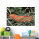 Bearded Fireworm Hermodice Carunculata Wall Decal