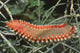 Bearded Fireworm Hermodice Carunculata Wall Decal