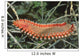 Bearded Fireworm Hermodice Carunculata Wall Decal