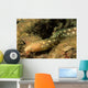 Sharptail Eel Myrichthys Breviceps Wall Decal