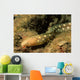 Sharptail Eel Myrichthys Breviceps Wall Decal
