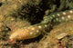 Sharptail Eel Myrichthys Breviceps Wall Decal