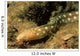 Sharptail Eel Myrichthys Breviceps Wall Decal