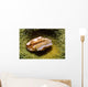 Flamingo Tongue Cowrie Cyphoma Wall Decal