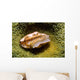 Flamingo Tongue Cowrie Cyphoma Wall Decal