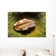 Flamingo Tongue Cowrie Cyphoma Wall Decal