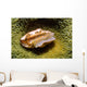 Flamingo Tongue Cowrie Cyphoma Wall Decal