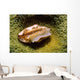 Flamingo Tongue Cowrie Cyphoma Wall Decal