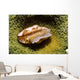 Flamingo Tongue Cowrie Cyphoma Wall Decal