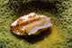 Flamingo Tongue Cowrie Cyphoma Wall Decal
