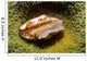 Flamingo Tongue Cowrie Cyphoma Wall Decal