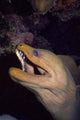 Close-up Green Moray Eel Wall Decal