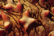 Close-up Tubercles Sea Stars Wall Decal
