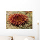 Stubby Rose Anemone Urticina Wall Decal