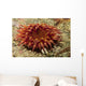 Stubby Rose Anemone Urticina Wall Decal