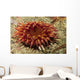Stubby Rose Anemone Urticina Wall Decal