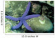 Blue Sea Star Linckia Wall Decal