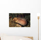 Barred-fin Moray Eel Gymnothorax Wall Decal