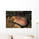 Barred-fin Moray Eel Gymnothorax Wall Decal