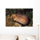 Barred-fin Moray Eel Gymnothorax Wall Decal