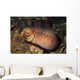 Barred-fin Moray Eel Gymnothorax Wall Decal