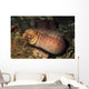 Barred-fin Moray Eel Gymnothorax Wall Decal