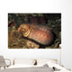 Barred-fin Moray Eel Gymnothorax Wall Decal