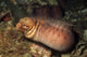 Barred-fin Moray Eel Gymnothorax Wall Decal