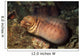 Barred-fin Moray Eel Gymnothorax Wall Decal