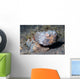 Flasher Scorpionfish Scorpaenopsis Macrochir Wall Decal