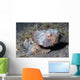Flasher Scorpionfish Scorpaenopsis Macrochir Wall Decal
