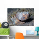 Flasher Scorpionfish Scorpaenopsis Macrochir Wall Decal
