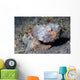Flasher Scorpionfish Scorpaenopsis Macrochir Wall Decal