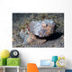 Flasher Scorpionfish Scorpaenopsis Macrochir Wall Decal