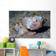 Flasher Scorpionfish Scorpaenopsis Macrochir Wall Decal
