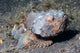 Flasher Scorpionfish Scorpaenopsis Macrochir Wall Decal