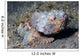 Flasher Scorpionfish Scorpaenopsis Macrochir Wall Decal