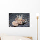 Longspine Waspfish Lembeh Strait Wall Decal