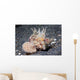 Longspine Waspfish Lembeh Strait Wall Decal
