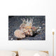 Longspine Waspfish Lembeh Strait Wall Decal