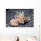 Longspine Waspfish Lembeh Strait Wall Decal