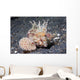 Longspine Waspfish Lembeh Strait Wall Decal