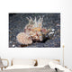 Longspine Waspfish Lembeh Strait Wall Decal