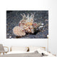 Longspine Waspfish Lembeh Strait Wall Decal