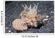 Longspine Waspfish Lembeh Strait Wall Decal