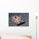 Strapweed Filefish Lembeh Strait Wall Decal Design 1