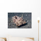 Strapweed Filefish Lembeh Strait Wall Decal Design 1