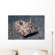 Strapweed Filefish Lembeh Strait Wall Decal Design 1