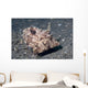 Strapweed Filefish Lembeh Strait Wall Decal Design 1