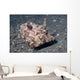Strapweed Filefish Lembeh Strait Wall Decal Design 1